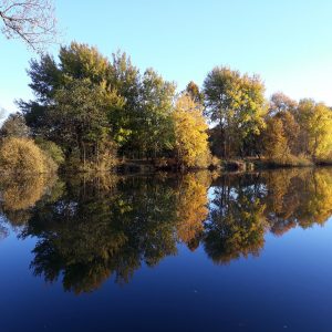 Buchhölzer Teich bei Nieder-Breidenbach (Romrod)