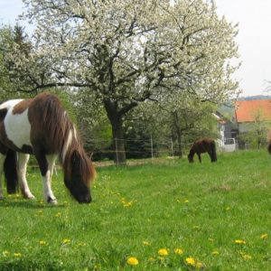 Islandpferdehof Hainbuche