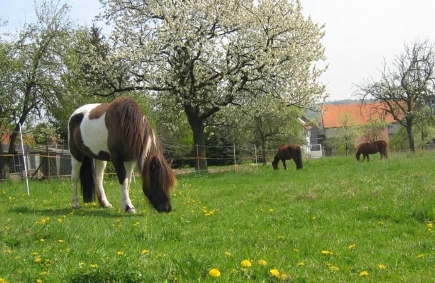 Islandpferdehof Hainbuche