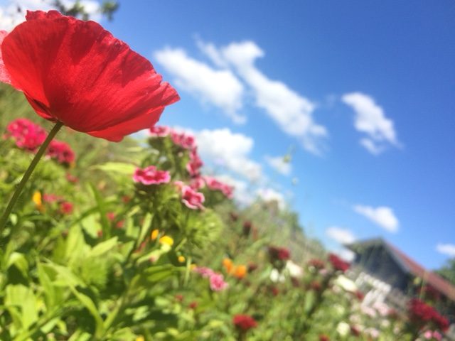 Blumenwiese OGV Strebendorf