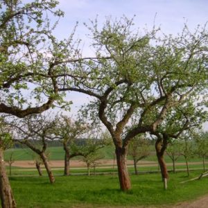 Obst- und Gartenbauverein Strebendorf