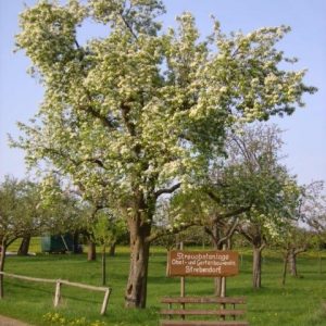 Obst- und Gartenbauverein Strebendorf