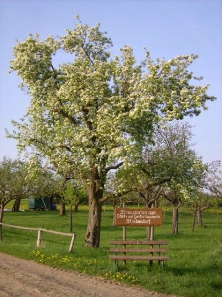 Obst- und Gartenbauverein Strebendorf