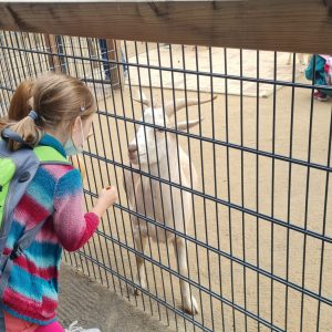 Ferienbetreuung Elternverein Betreuende Grundschule Romrod - Vogelpark 2022 - 06