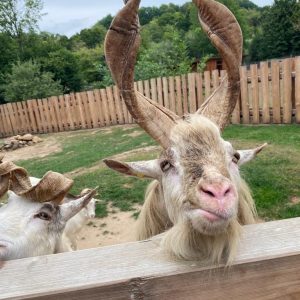 Ferienbetreuung Elternverein Betreuende Grundschule Romrod - Vogelpark 2022 - 20