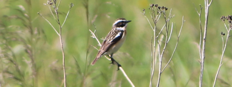 Braunkehlchen 800x300