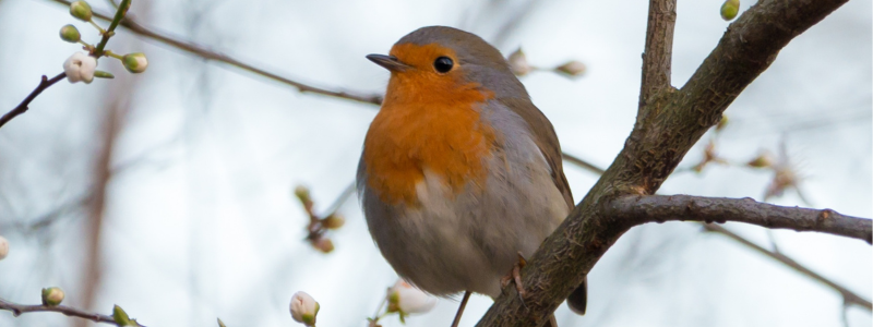 Rotkehlchen (800x300)