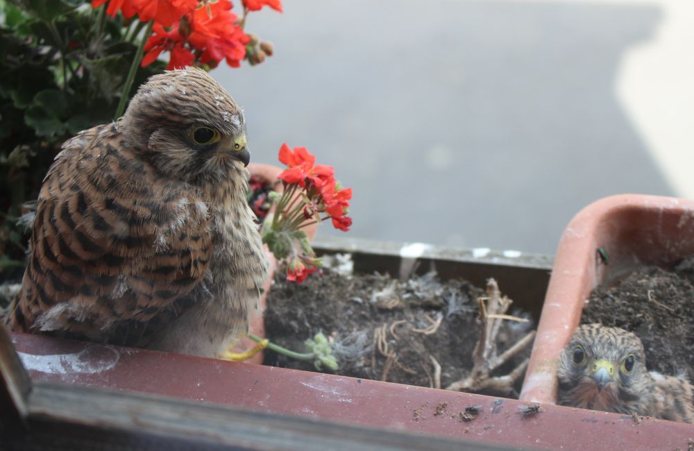 2024-07 - Haus statt Turm In Nieder-Breidenbach brütet ein Turmfalke im Blumenkasten - 1