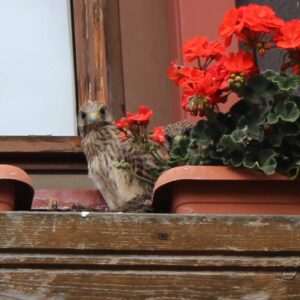 2024-07 - Haus statt Turm In Nieder-Breidenbach brütet ein Turmfalke im Blumenkasten - 2