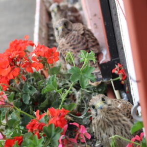 2024-07 - Haus statt Turm In Nieder-Breidenbach brütet ein Turmfalke im Blumenkasten - 3
