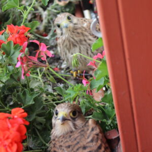 2024-07 - Haus statt Turm In Nieder-Breidenbach brütet ein Turmfalke im Blumenkasten - 4