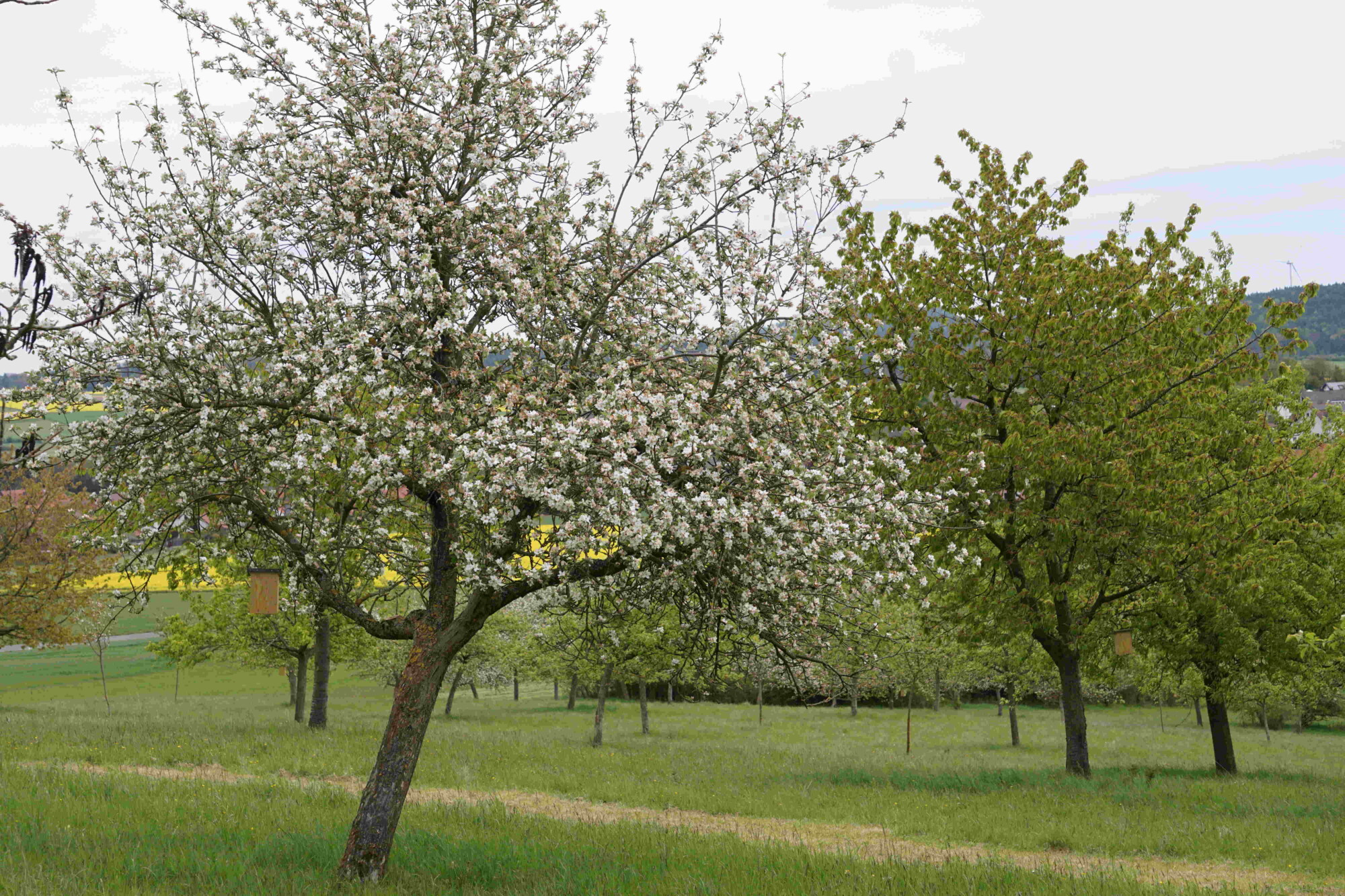 Streuobstwiese (Foto: Christian Lips, Vogelsbrgkreis)