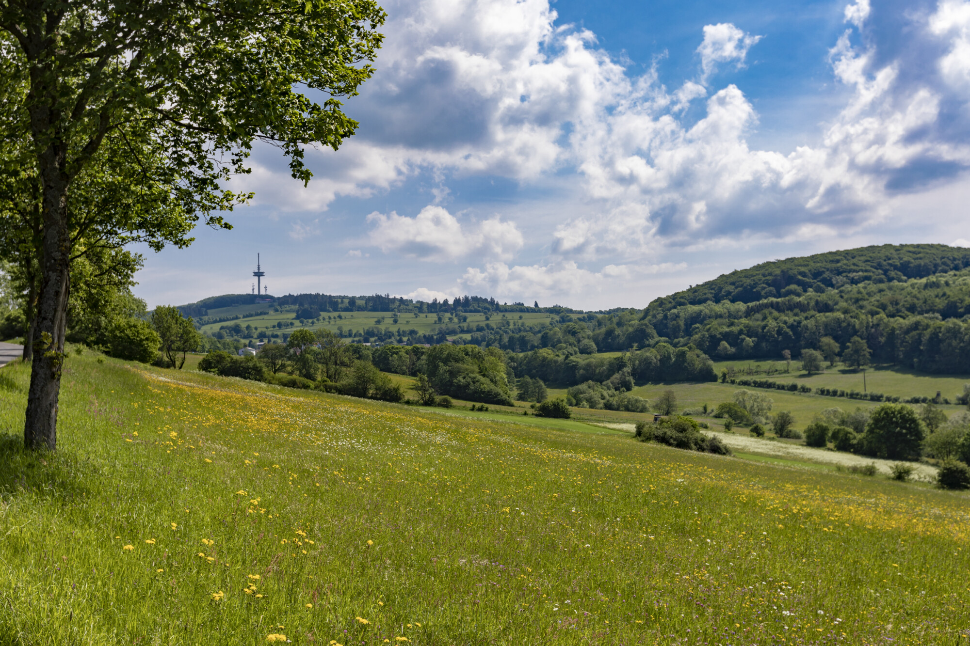 Blick auf den Hoherodskopf (Foto: Vogelsbergkreis)